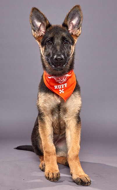 Puppy Bowl XVI